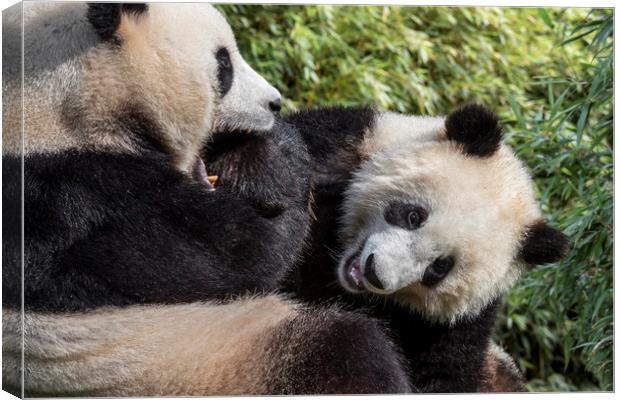 Giant Panda Bear Playing with Cub Canvas Print by Arterra 