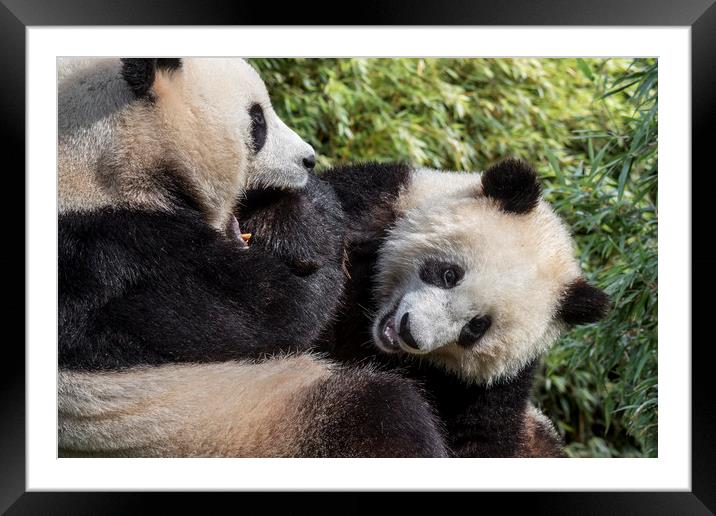 Giant Panda Bear Playing with Cub Framed Mounted Print by Arterra 