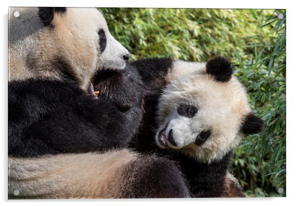 Giant Panda Bear Playing with Cub Acrylic by Arterra 