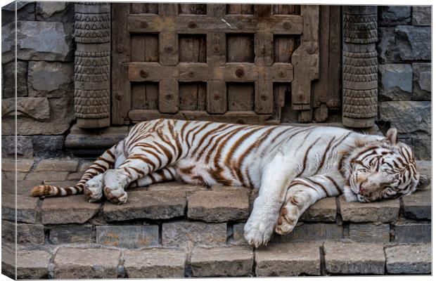 White Tiger in Indian Temple Canvas Print by Arterra 