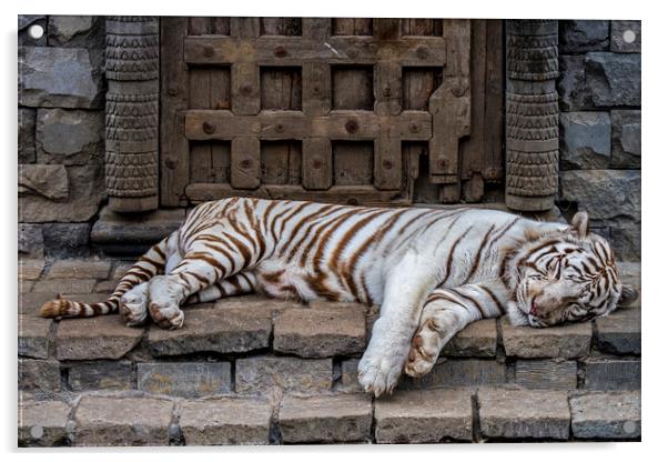 White Tiger in Indian Temple Acrylic by Arterra 