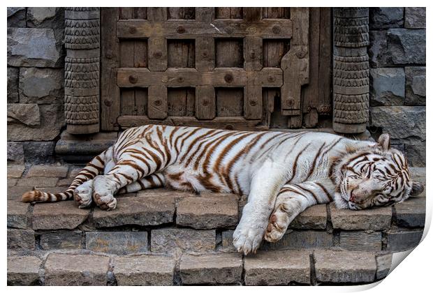 White Tiger in Indian Temple Print by Arterra 