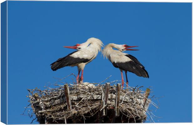 White Storks Displaying on Nest Canvas Print by Arterra 