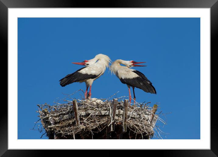 White Storks Displaying on Nest Framed Mounted Print by Arterra 