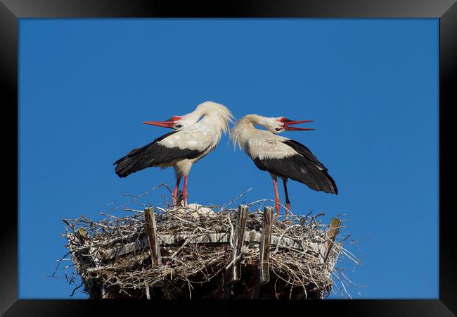 White Storks Displaying on Nest Framed Print by Arterra 