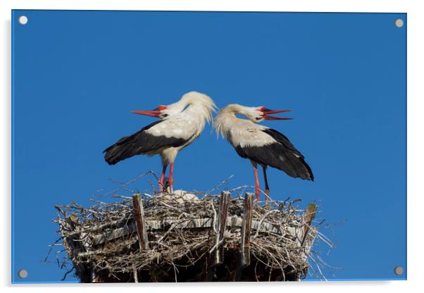 White Storks Displaying on Nest Acrylic by Arterra 