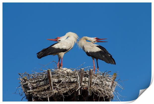 White Storks Displaying on Nest Print by Arterra 