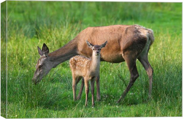 Red Deer Hind with Fawn Canvas Print by Arterra 
