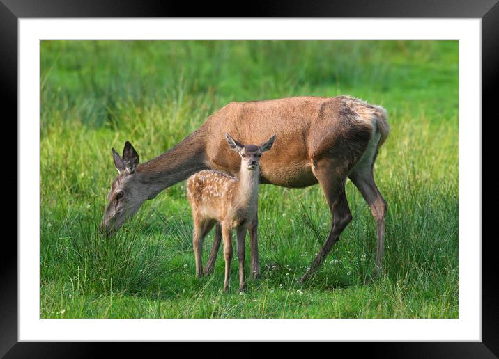 Red Deer Hind with Fawn Framed Mounted Print by Arterra 
