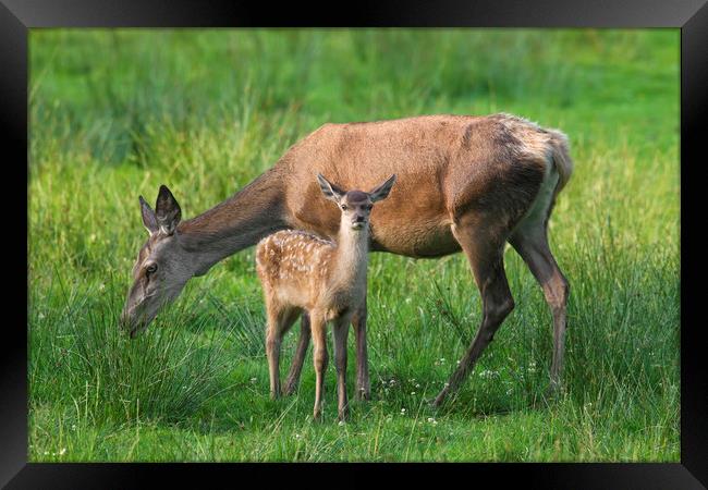 Red Deer Hind with Fawn Framed Print by Arterra 