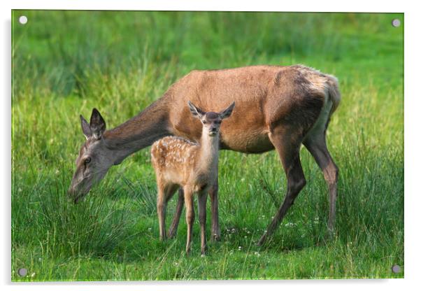 Red Deer Hind with Fawn Acrylic by Arterra 