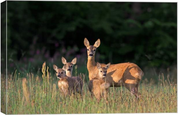 Roe Deer Female with Three Fawns Canvas Print by Arterra 
