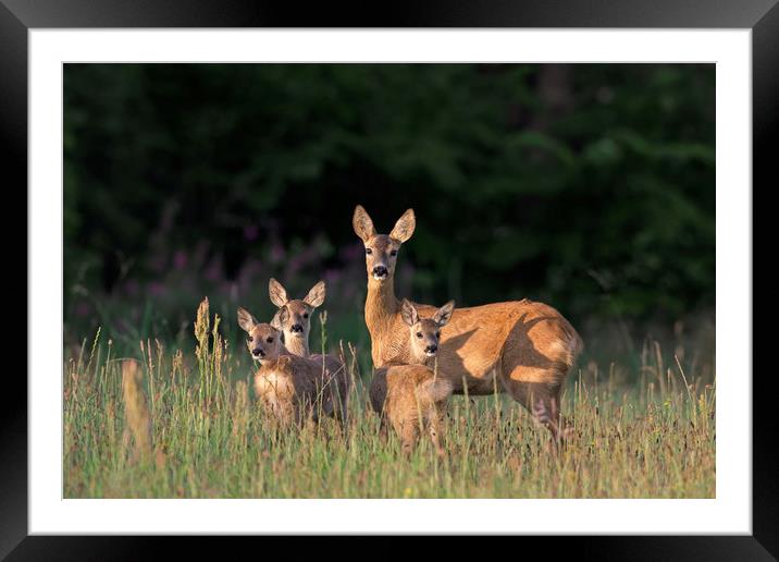 Roe Deer Female with Three Fawns Framed Mounted Print by Arterra 