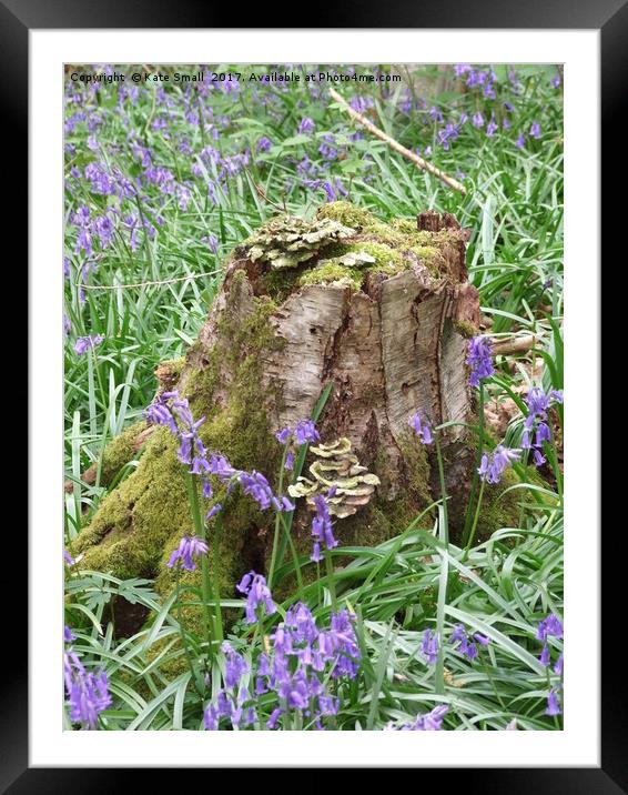 Natures Wonder Framed Mounted Print by Kate Small