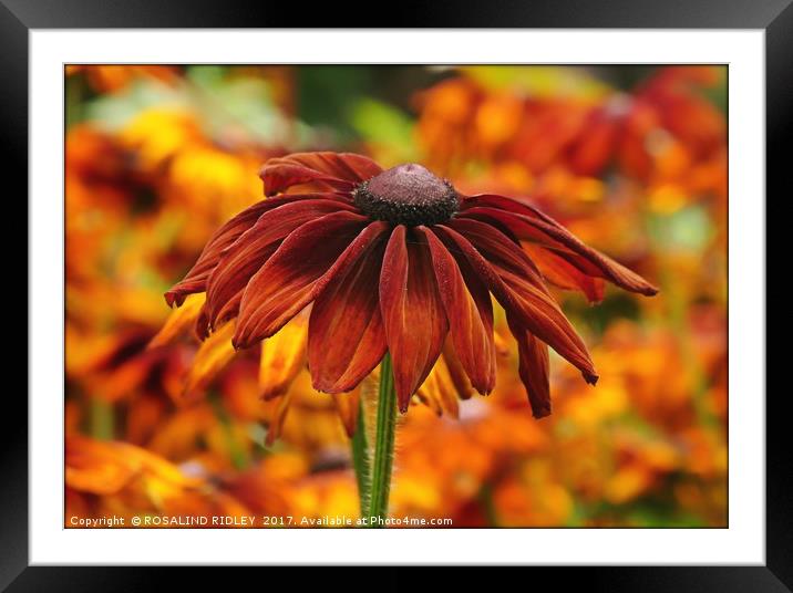 "Rudbeckia" Framed Mounted Print by ROS RIDLEY