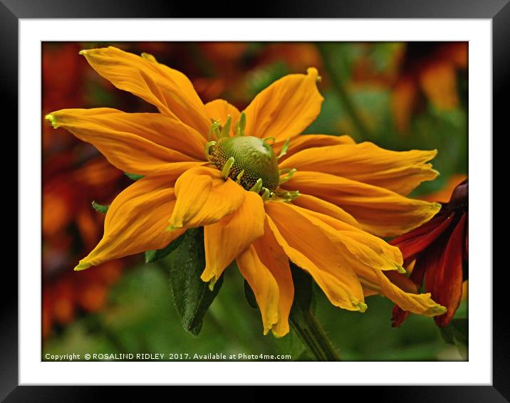 "Golden Rudbeckia" Framed Mounted Print by ROS RIDLEY