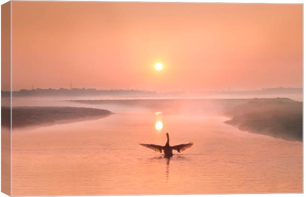 Swan at Sunrise on the River Darent Canvas Print by Adrian Campfield