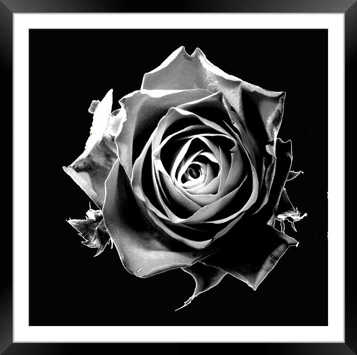 Black rose Framed Mounted Print by Doug McRae