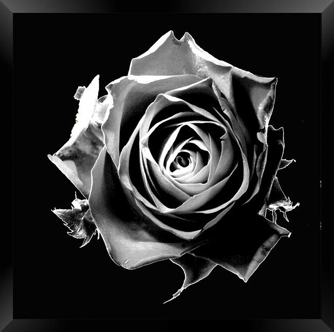 Black rose Framed Print by Doug McRae
