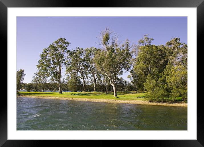 Waterfront park with Gum Trees Framed Mounted Print by Geoff Childs