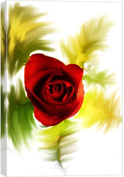 Red Rose Canvas Print by Doug McRae