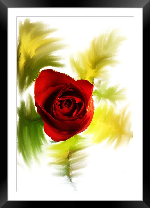 Red Rose Framed Mounted Print by Doug McRae