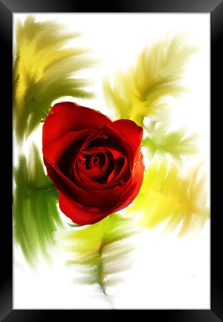 Red Rose Framed Print by Doug McRae