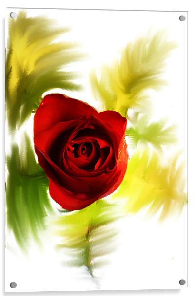 Red Rose Acrylic by Doug McRae