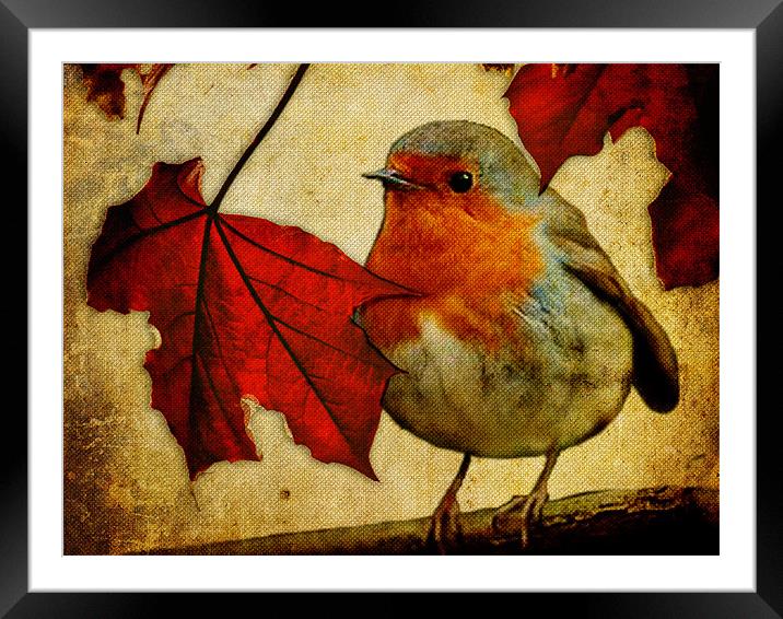 Robin and Red Leaves, Christmas... Framed Mounted Print by K. Appleseed.