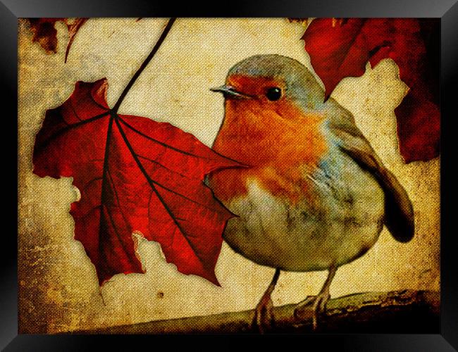 Robin and Red Leaves, Christmas... Framed Print by K. Appleseed.