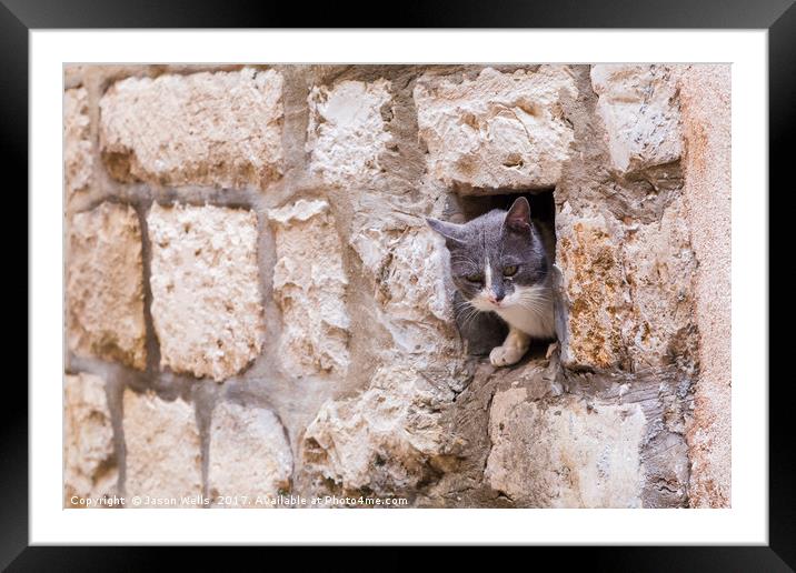 Cat peering out Framed Mounted Print by Jason Wells
