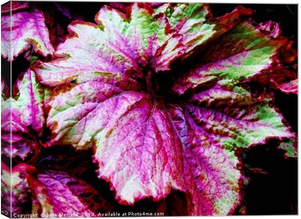 Begonia Raspberry Swirl  Canvas Print by Jane Metters