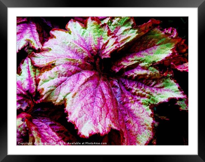 Begonia Raspberry Swirl  Framed Mounted Print by Jane Metters