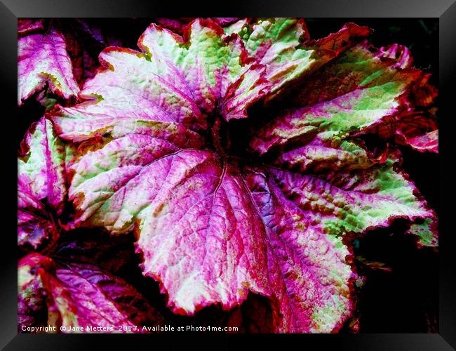 Begonia Raspberry Swirl  Framed Print by Jane Metters