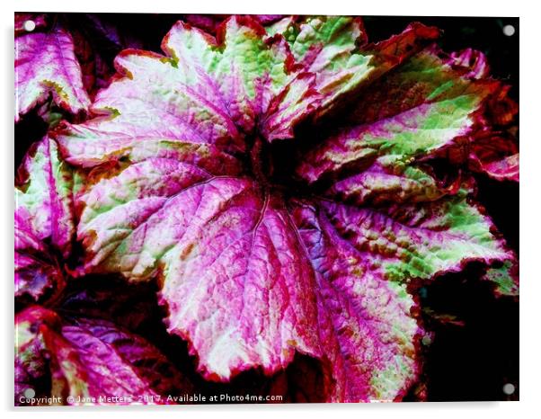 Begonia Raspberry Swirl  Acrylic by Jane Metters