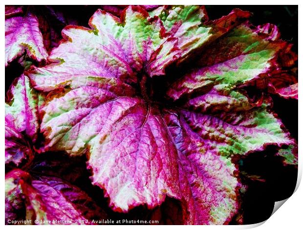 Begonia Raspberry Swirl  Print by Jane Metters