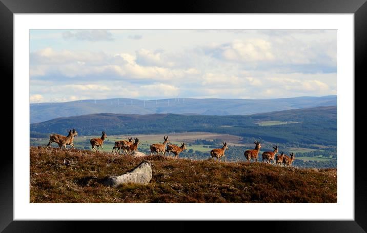 Red Deer  Framed Mounted Print by Macrae Images