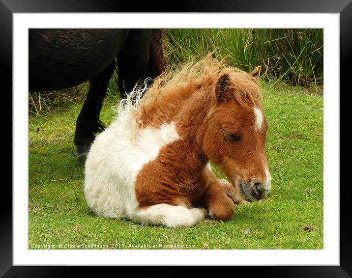 Wild Pony Foal Framed Mounted Print by Gisela Scheffbuch