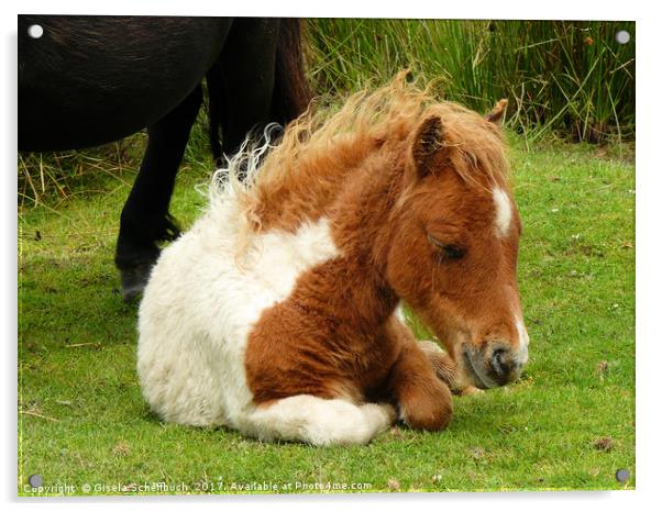Wild Pony Foal Acrylic by Gisela Scheffbuch