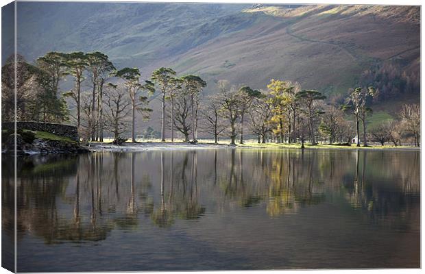 Buttermere Pines Canvas Print by Steve Glover