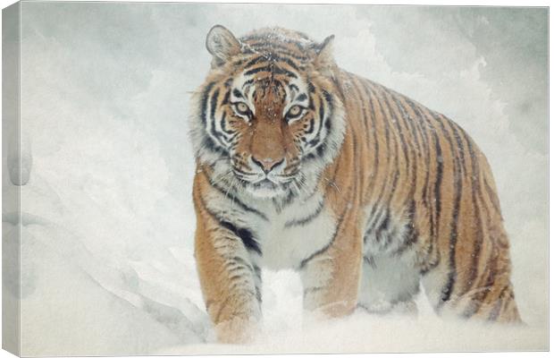 Tiger in the snow Canvas Print by Gary Schulze