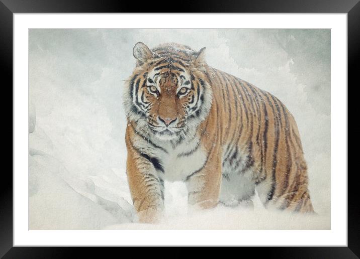 Tiger in the snow Framed Mounted Print by Gary Schulze
