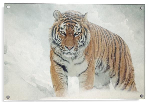 Tiger in the snow Acrylic by Gary Schulze