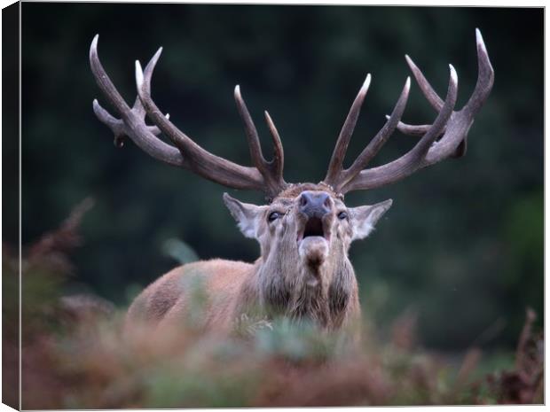 Bellowing Red Stag Canvas Print by Ceri Jones