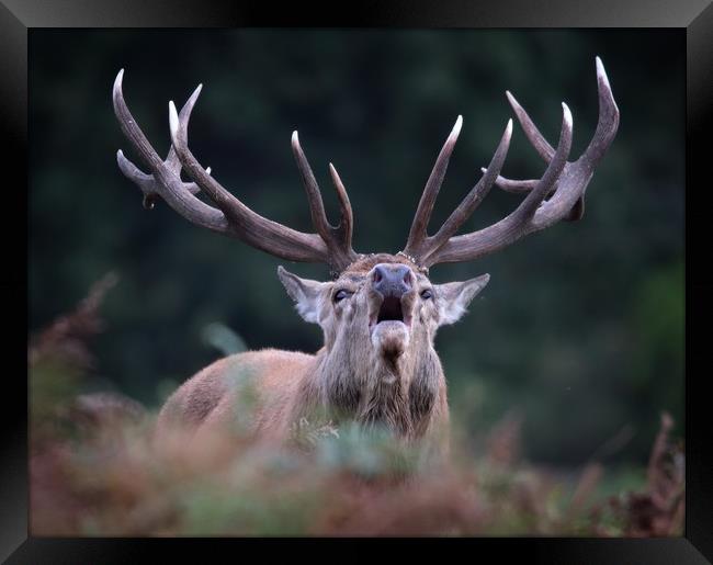 Bellowing Red Stag Framed Print by Ceri Jones