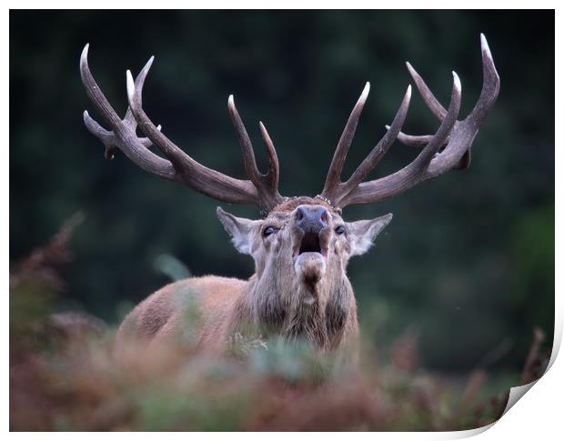 Bellowing Red Stag Print by Ceri Jones
