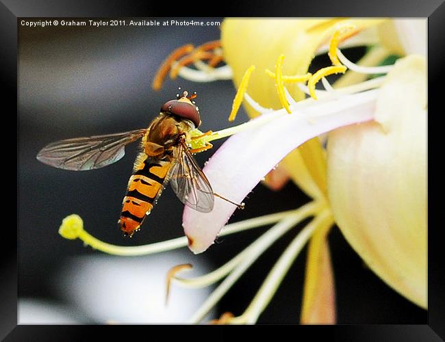 Hover Fly Framed Print by Graham Taylor