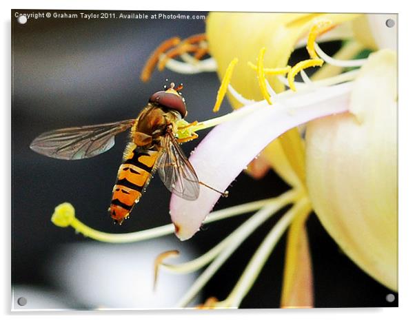 Hover Fly Acrylic by Graham Taylor