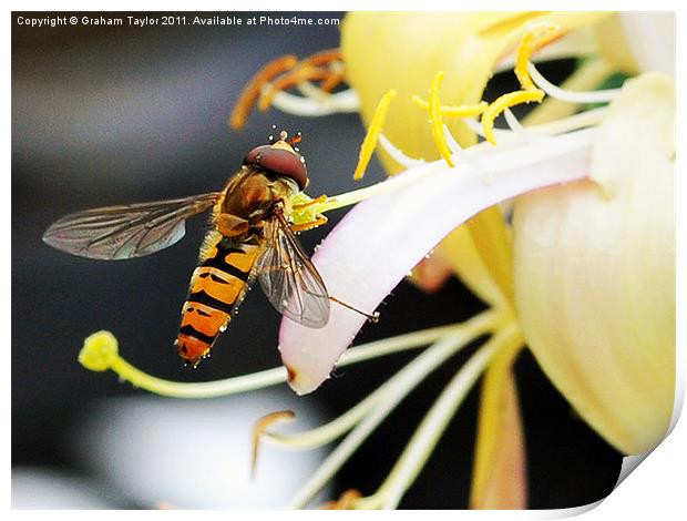 Hover Fly Print by Graham Taylor
