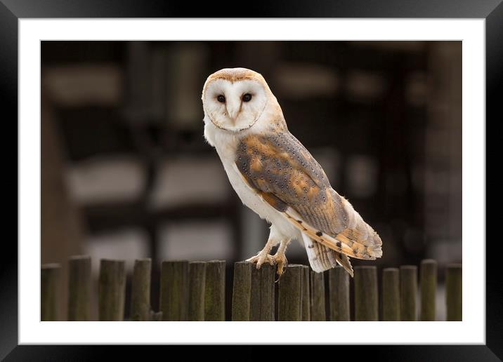Barn Owl Framed Mounted Print by David Hare